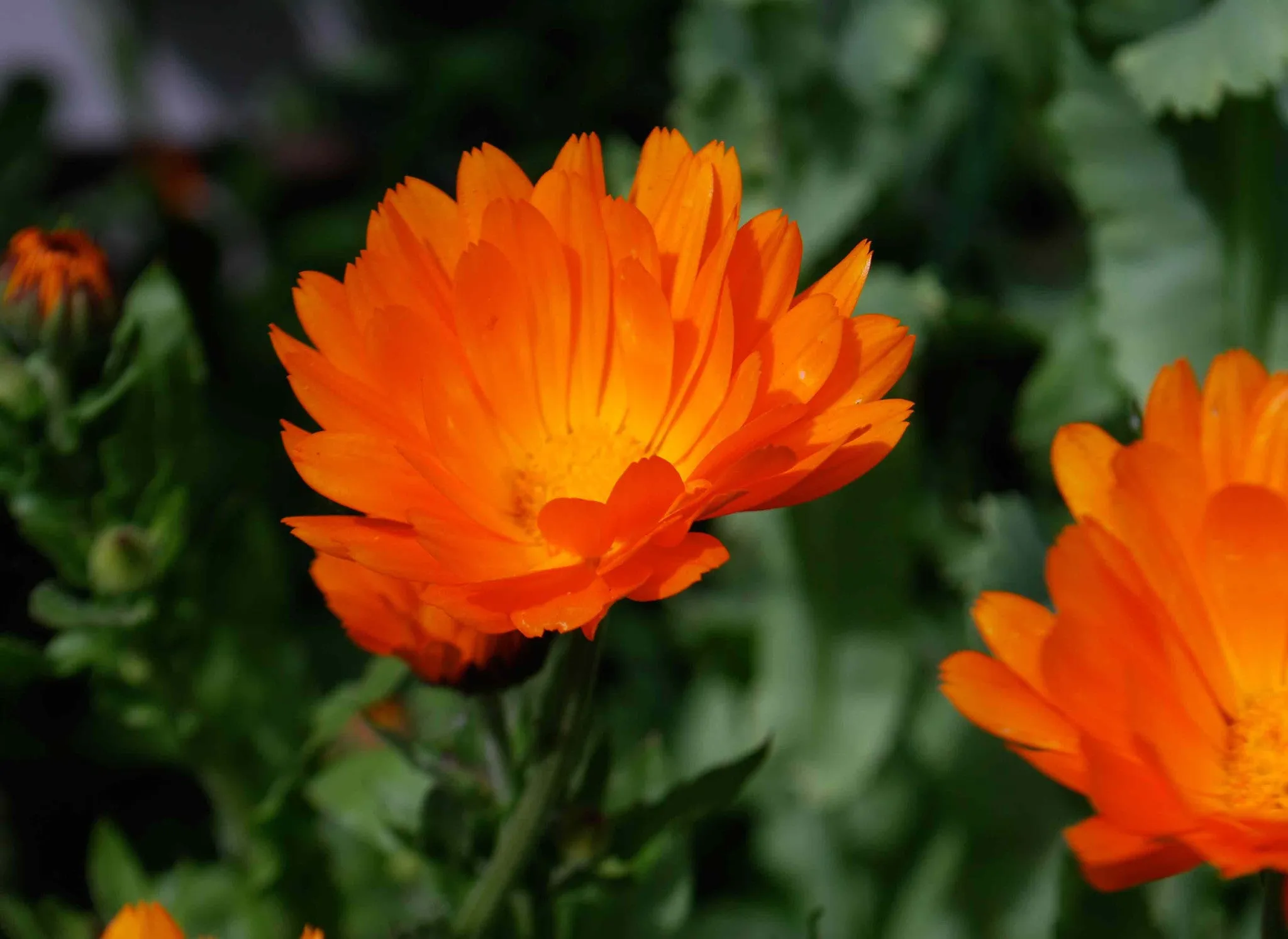 Calendula Cream